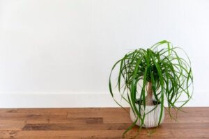 Wij bevelen 6 vetplanten aan om je huis te versieren