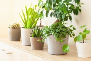 8 geluksplanten volgens Feng Shui