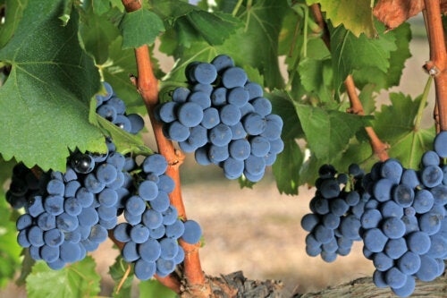 De grenache-druif: kenmerken en eigenschappen