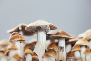 Psilocybine tegen depressie: wat zijn de effecten ervan?