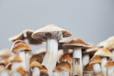 Psilocybine tegen depressie: wat zijn de effecten ervan?