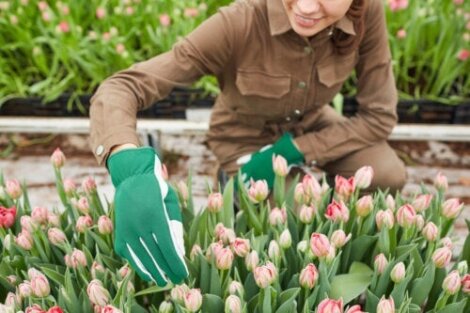 Tulpen planten en verzorgen