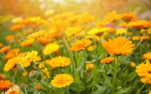 10 oranjebloeiende tuinplanten en hun verzorging