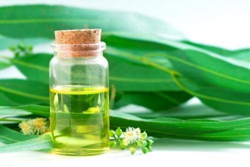 5 natuurlijke remedies met eucalyptus die je moet kennen