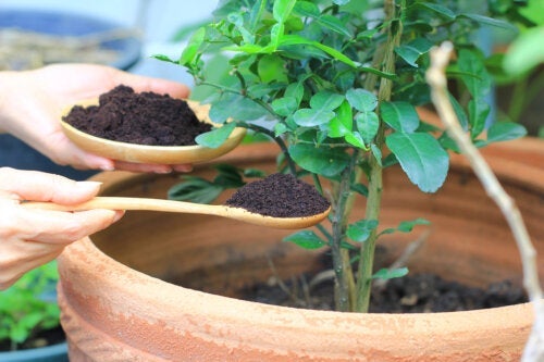 Humusstoffen: eigenschappen en voordelen voor planten