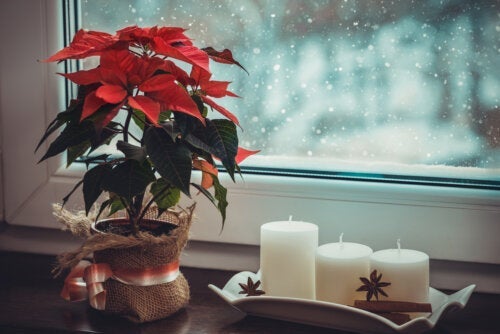 Hoe kun je planten in de kerstversiering verwerken?