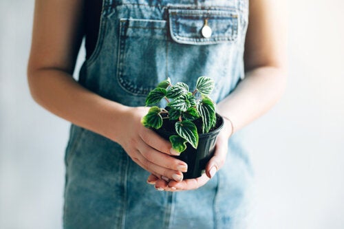 Bekijk deze 10 kleine planten met opvallende bladeren