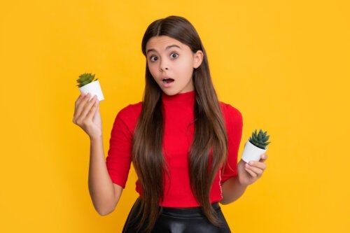 Zijn cactussen en vetplanten hetzelfde? Ontdek waarom ze dat niet zijn