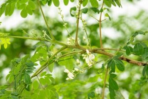 Een complete gids voor het thuis planten van een moringa