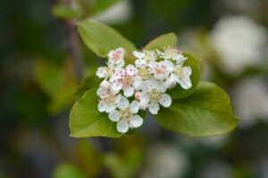 8 sierplanten die groeien in kleigrond