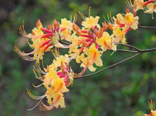 Soorten azalea's en hun verzorging