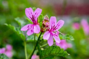 Geraniums: kenmerken en verzorging