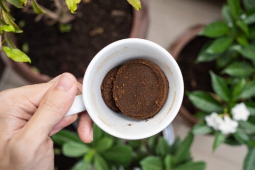 Hoe je gemalen koffie voor je planten kunt gebruiken