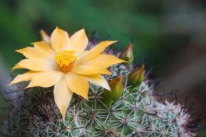 6 praktische tips om cactussen te laten bloeien