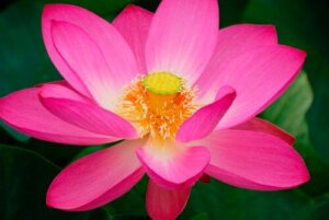 Hoe kweek je een lotusbloem in een aquarium?