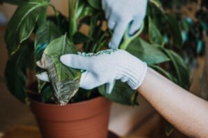 3 effectieve tips om je kamerplanten schimmelvrij te houden