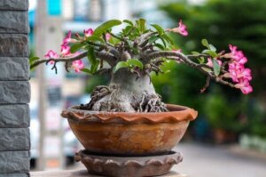Tips voor het planten en verzorgen van de woestijnroos thuis