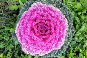 Tips voor het kweken van kleurrijke sierkolen