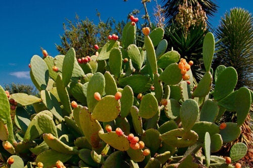 Hoe kun je thuis een cactus ficus-indica kweken: een complete gids