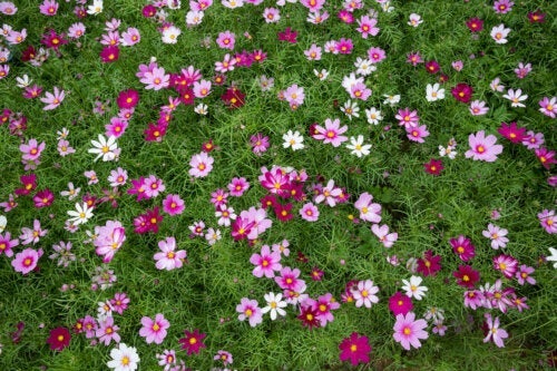 Alles over Japans bloemgazon en hoe het te verzorgen
