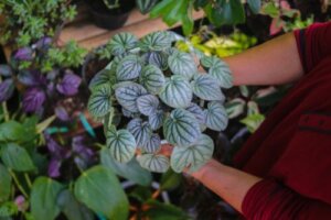 De 6 beste soorten peperomia om in huis te hebben
