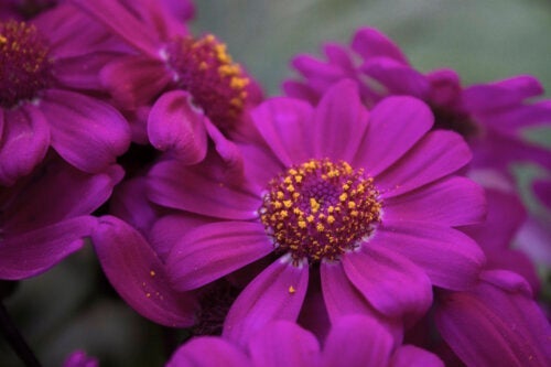 Paarse bloemen om je tuin elegant te maken
