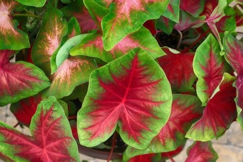 Caladiums thuis planten: een gids voor beginners
