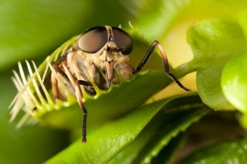 Vleesetende planten: kenmerken, soorten en verzorging