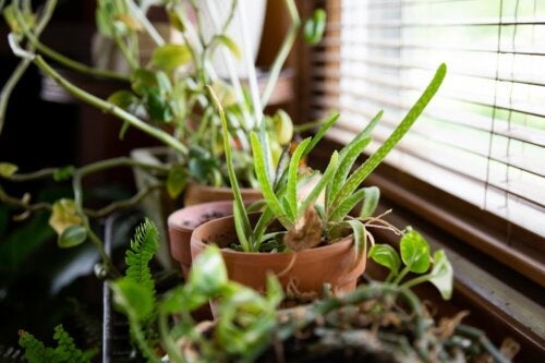 10 perfecte planten om je huis te koelen bij warm weer