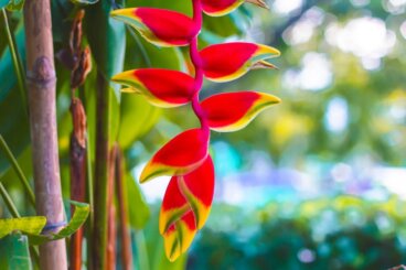 Een gids om thuis Heliconia te kweken voor prachtige bloemen