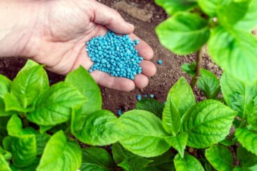 8 manieren om je planten op natuurlijke wijze stikstof en fosfor te geven